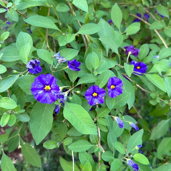 Meet your Posher, Amy - Picture 5 of 5